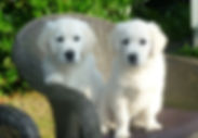 golden-retriever-623187_1920.jpg