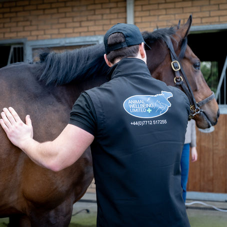 A man pats a brown horse, checking it for injuries.