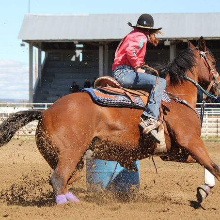 Understanding Equine Welfare: Key Trends and Insights