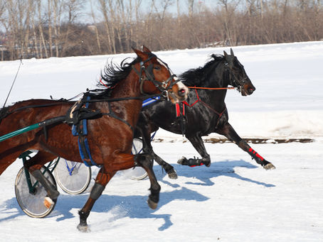 The Future of Equestrian Sports: Economic Impacts Revealed
