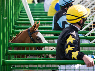 A chestnut racehorse peeks its head out of a starting gate.