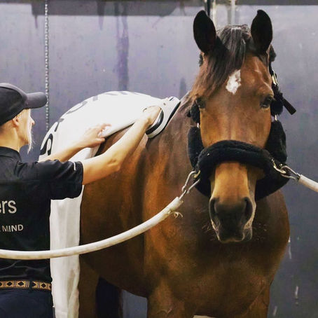 A woman in a Shivers branded shirt uses a vibration device to massage a bay horse.