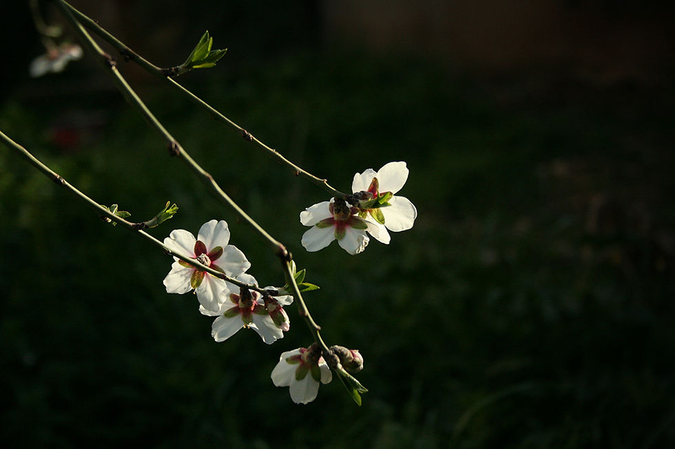 Spring 2