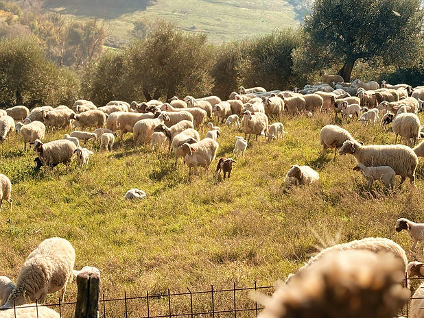 PHOTO-2025-11-09-12-12-22 2_edited.jpg