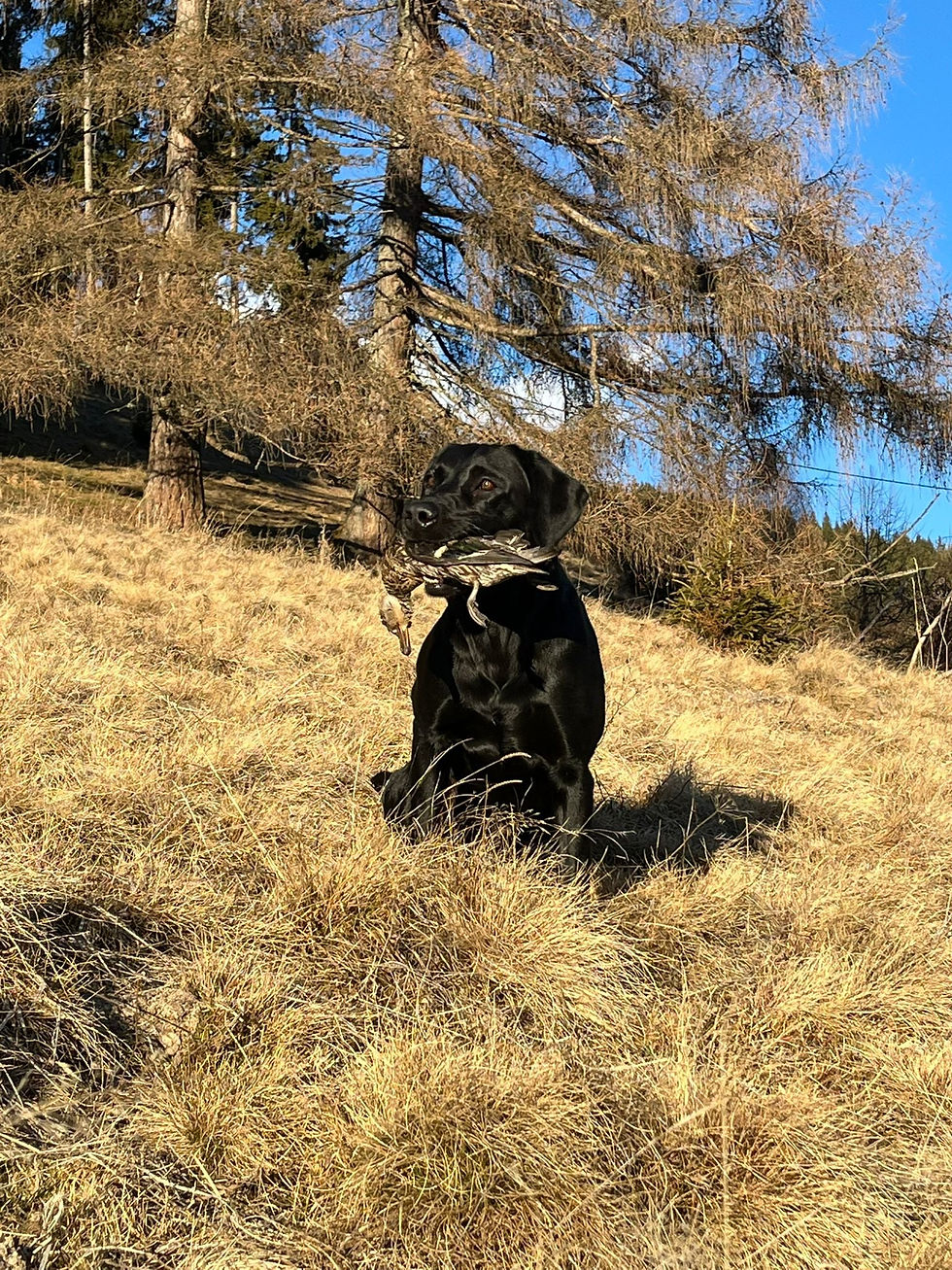 80dd28ef-57ff-4a16-9721-0e21a529f847