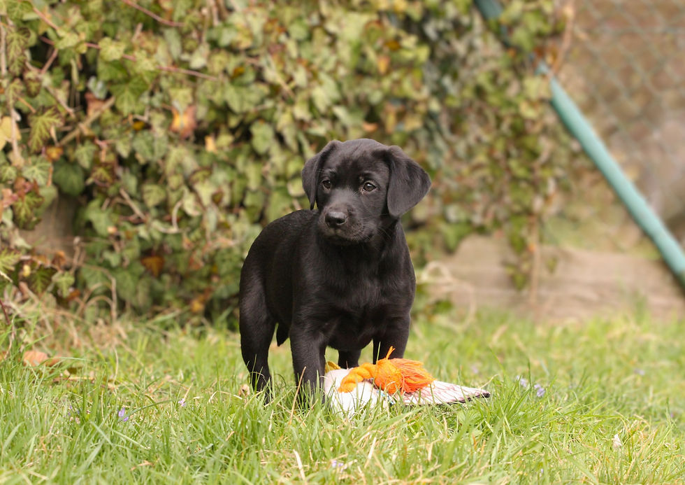 9 weeks