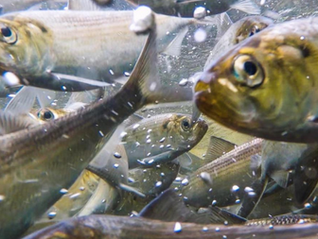 Become a Volunteer Fish Watcher