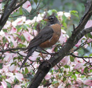 CW Post Arboretum