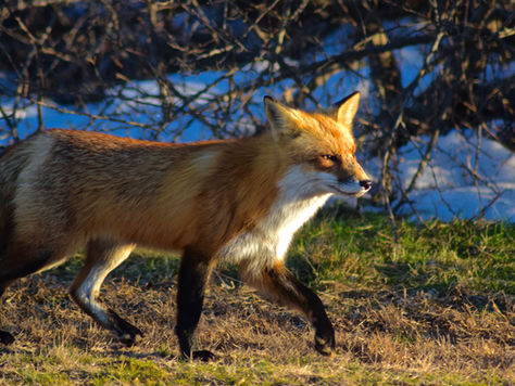 The Future of Fox & Coyote Populations on Long Island