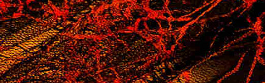 SPIDERWEB-RED-1-INFRARED GOLD.JPG