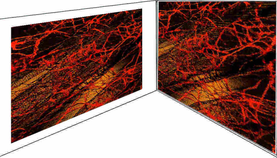 MURS BLANCS-WEB- GALLERY-RED-1-INFRARED GOLD.JPG