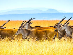 A herd of large antelopes with spiraling horns stands in a golden grassy field under a bright sky in Kenya.