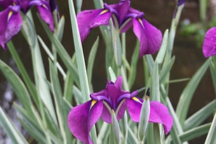 Iris_ensata_Variegata.jpeg