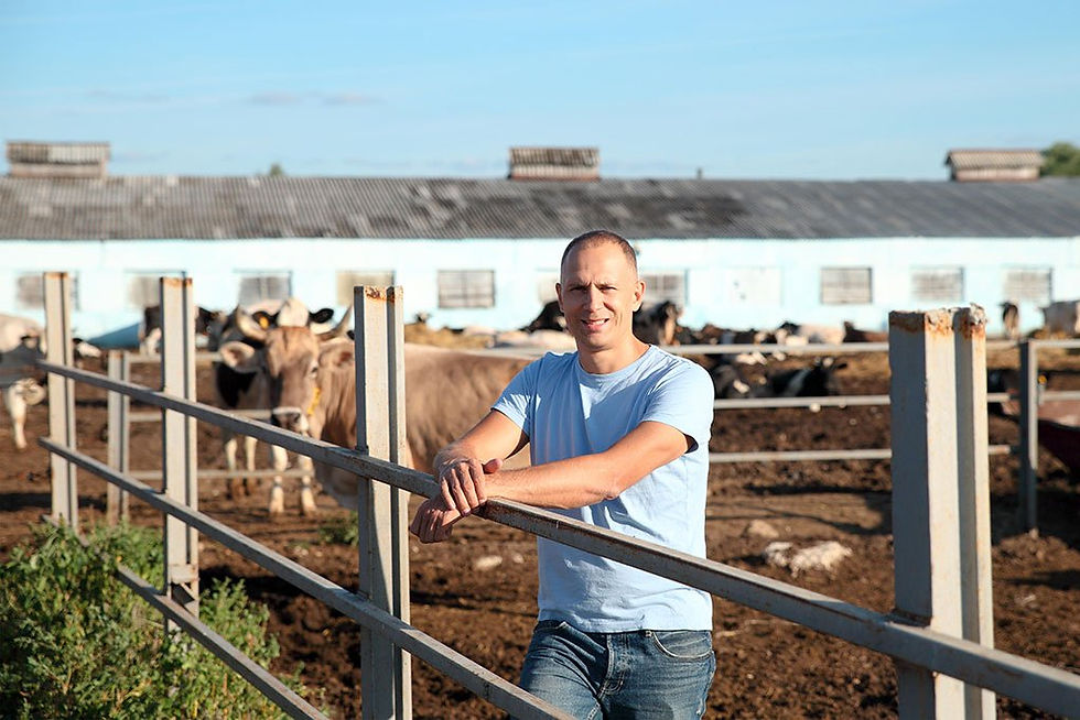 man farmer with cattle