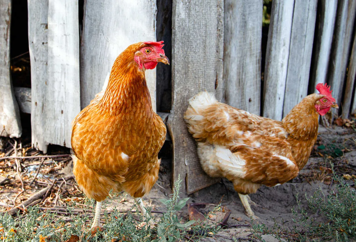 dominant chicken hen pecking order