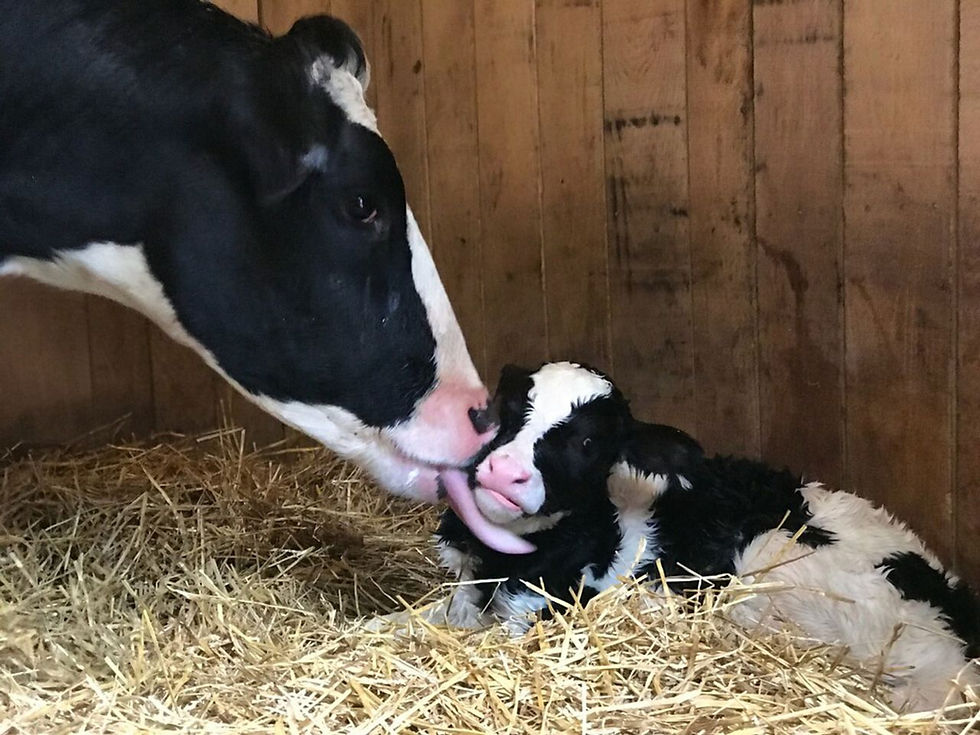 holstein calf and mother cow