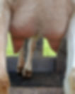 goat utters in milk ready to milk on stand