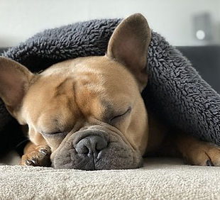 french-bulldog-4713013__340.jpeg