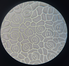 Del paisaje al microscopio