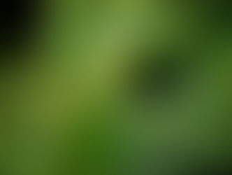 Snapshots of El Yunque Fauna