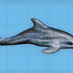 Dolphin swimming on a blue background, perfect for a pool themed design.