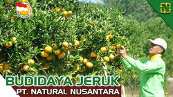 Budidaya Jeruk Dengan Pupuk Nasa