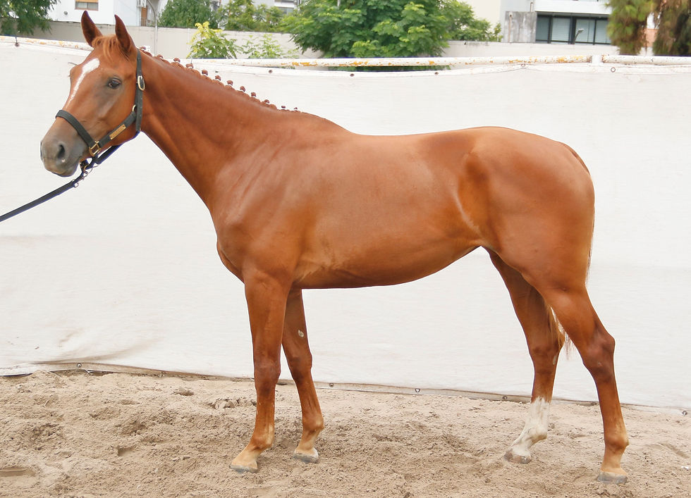 Rei-Dom Dafne - Lote 12