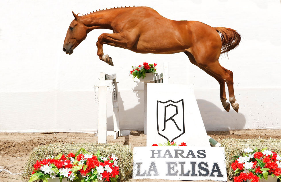 Juarez Nicolás - Lote 9
