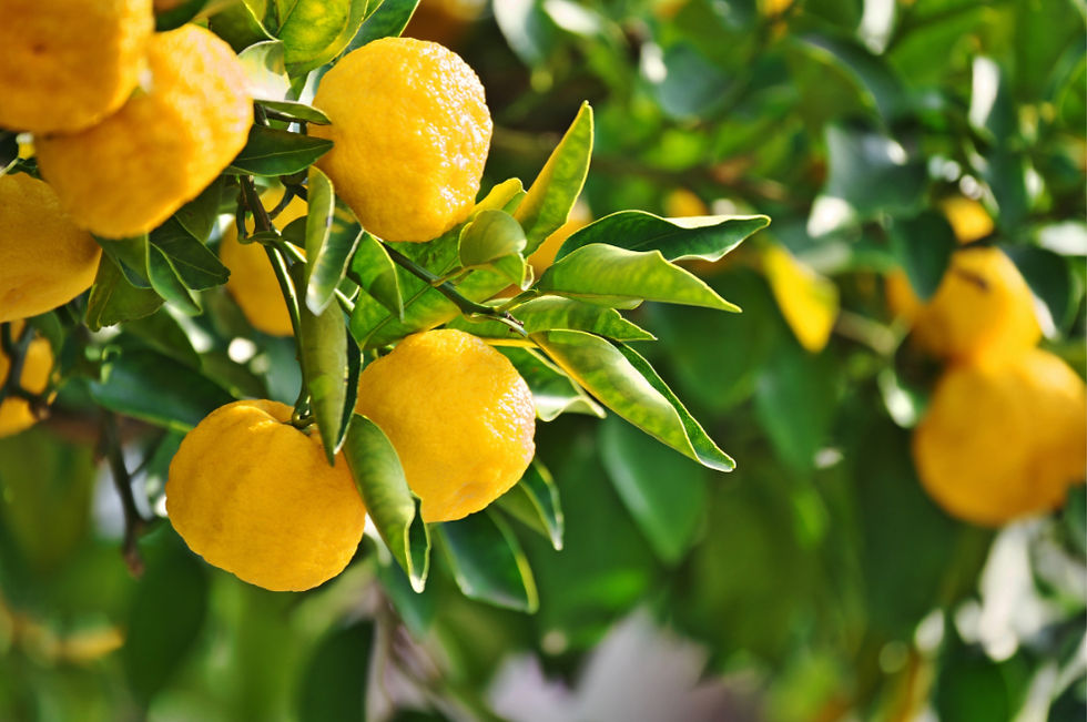 Retrouver l'équilibre alimentaire après les fêtes