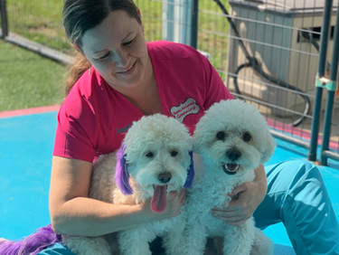 yepes animal mobile grooming