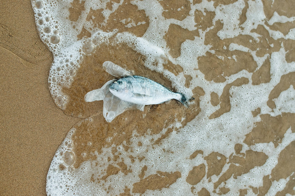 Microplasticos en la vida márina