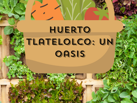 Huerto tlatelolco: un oasis
