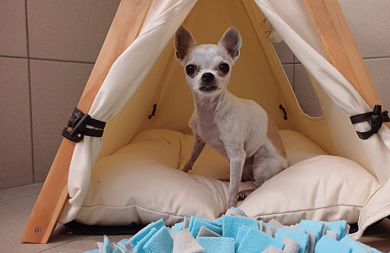 Perritos