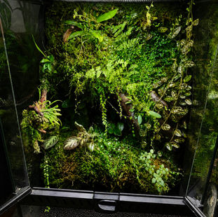 Terrarium Plant Selection Guide: Top Tips for Buying Terrarium Plants Online