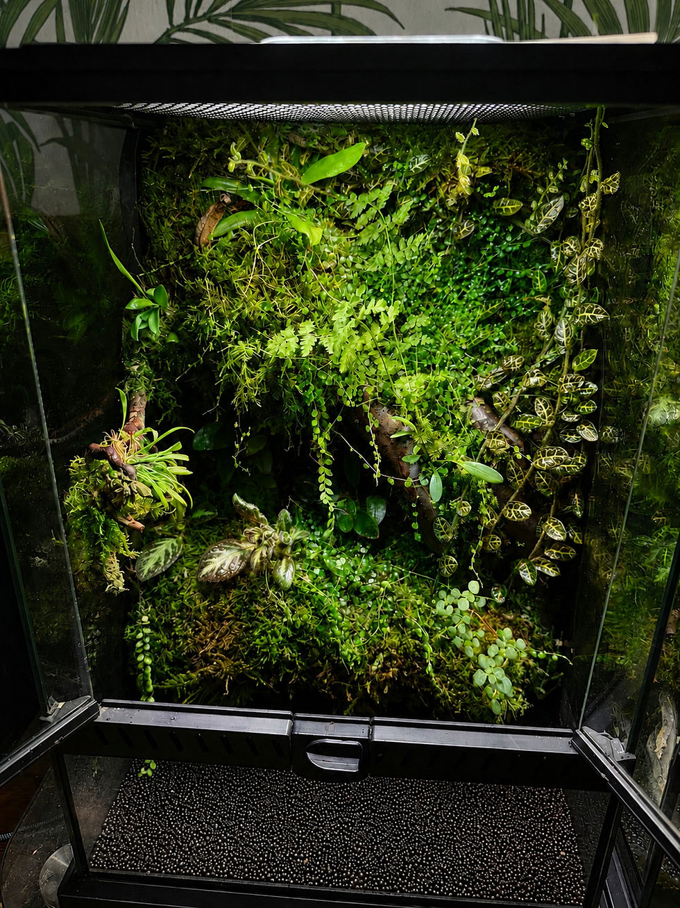 Close-up view of a variety of healthy terrarium plants arranged in small pots