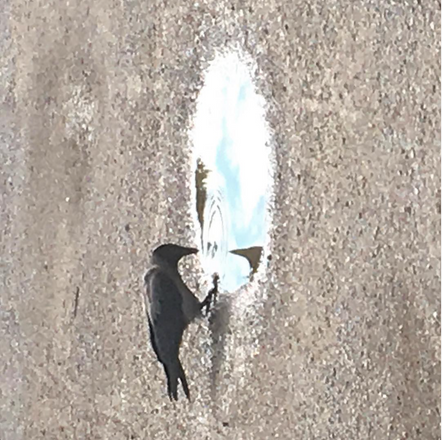 Crow
Mirror
Compelling
Mysterious
Reflective Scene
Gazing
Reflection
Curiosity
Self-awareness
Captivating
Intelligence
Enigma
Avian
Bird
Symbolic