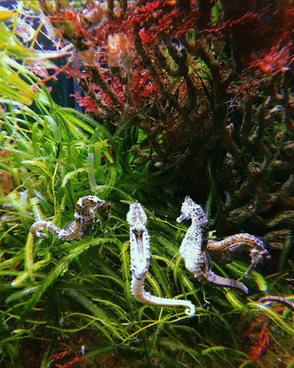 Seahorses
Charm
Graceful
Synchronized Dance
Tails Intertwined
Delightful Composition
Underwater World
Elegance
Harmony
Captivating
Visual Symphony
Mesmerizing
Aquatic Ballet
Marine Life