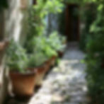 Herbs That Grow in the Shade: Your Guide to Shady Garden Success