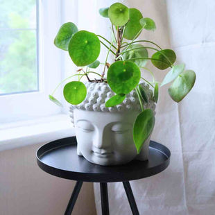 concrete buddha head planter with a money plant placed on a black metal side table
