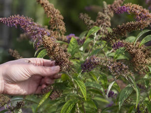 Close-up of a hand deadheading a butterfly bush after flowering