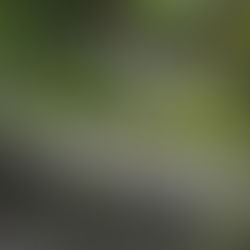 A large rectangular concrete planter covered with moss and filled with pansies