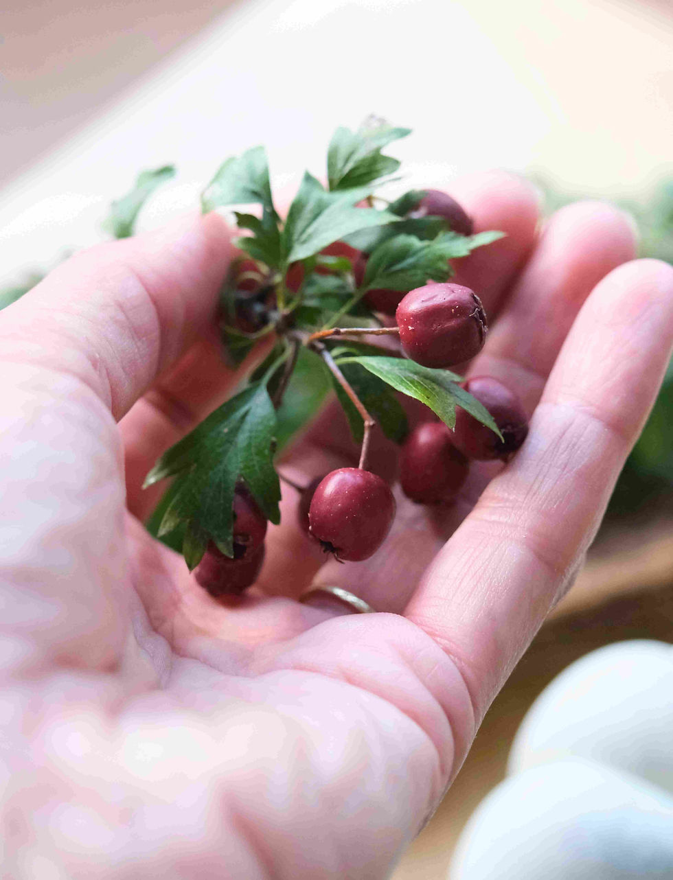 a hand holding hawthorn berries and leaves
