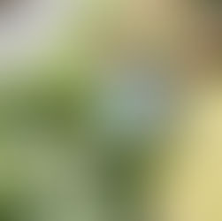 someone holding a watering can and watering plants in the garden