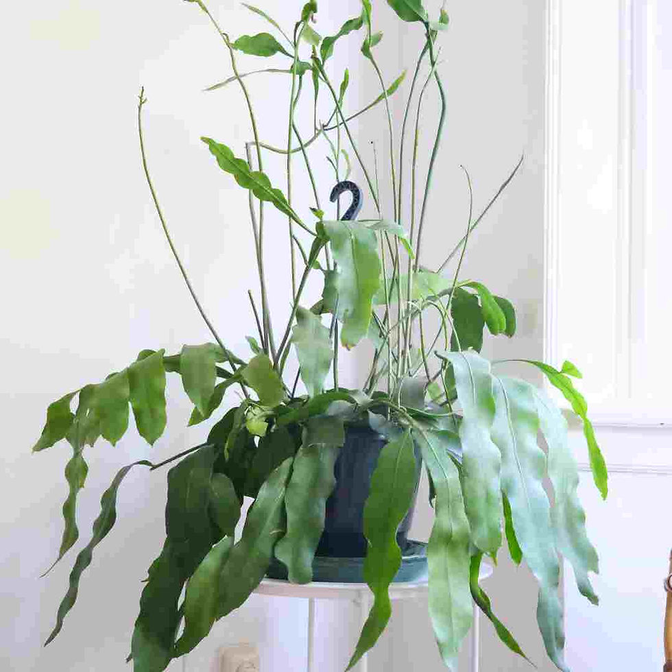 Epiphyllum oxypetalum (Queen of the Night) on a white metal side table