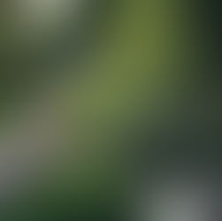 a herbaceous border in a garden