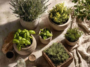 Flat lay of a modern balcony garden scene with mosquito-repellent plants in concrete pots. Include lavender, rosemary, citronella, basil, mint, and marigolds.