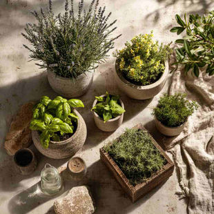 Flat lay of a modern balcony garden scene with mosquito-repellent plants in concrete pots. Include lavender, rosemary, citronella, basil, mint, and marigolds.