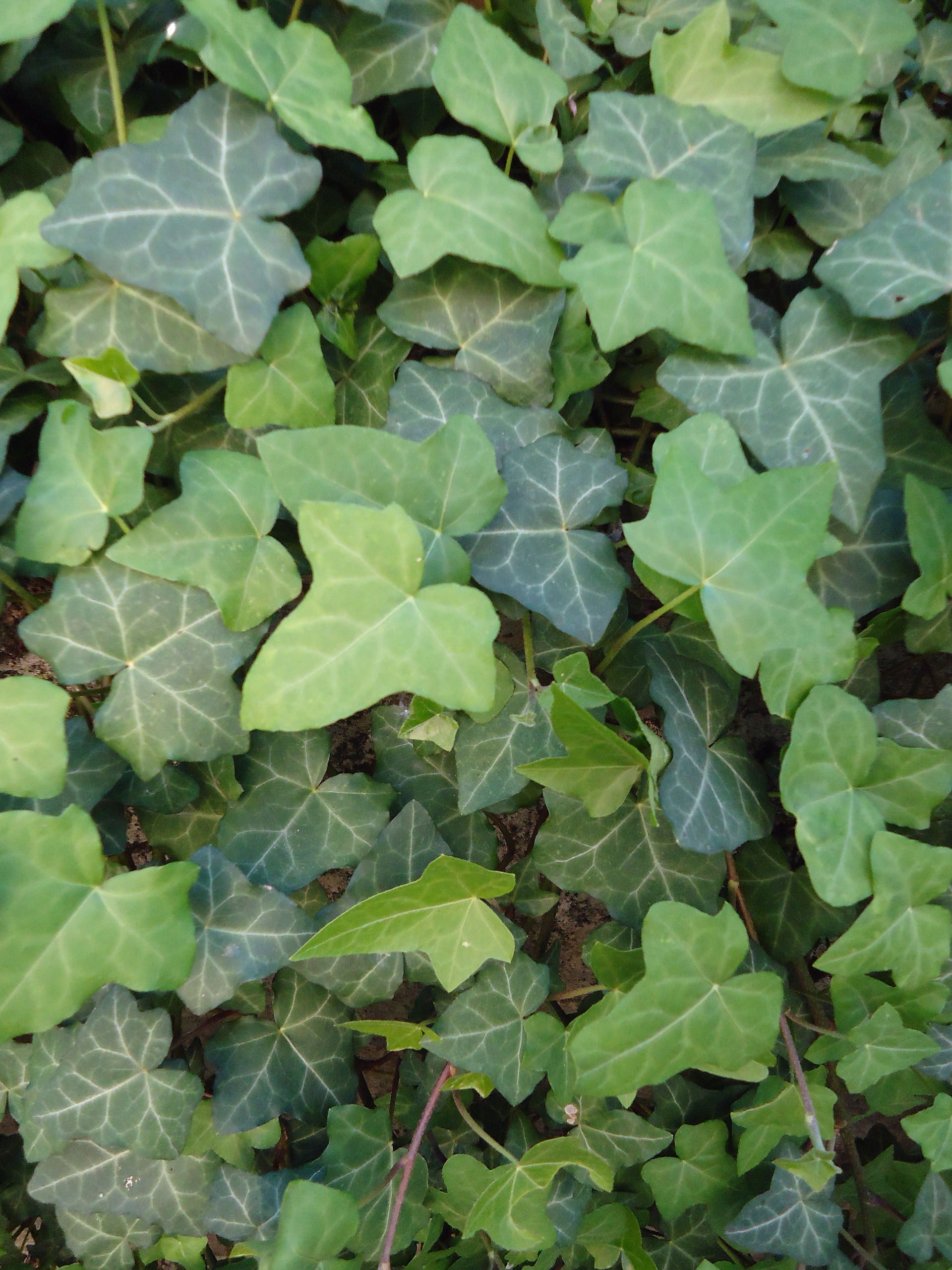 Photo of ivy covered wall.