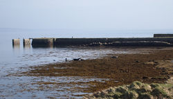 Seals and pier