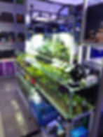 Plant system for fish shops
